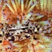 crab_zebra_cr_hsb_r_h_0202_kom3198.jpg